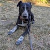 PORTHOS  vom Schattenhund zum gelehrigen Schüler