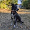 PORTHOS  vom Schattenhund zum gelehrigen Schüler