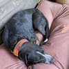 PORTHOS  vom Schattenhund zum gelehrigen Schüler