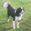 Floh - charmanter Er sucht seine Familie