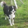 Floh - charmanter Er sucht seine Familie
