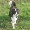 Floh - charmanter Er sucht seine Familie