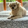 Nico - kleiner Hund ganz groß