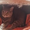 Sie suchen eine anhängliche Schmusekatze?