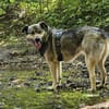 Hundeomi KATE sucht Gnadenplatz ♥‼PLZ33619