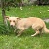 ESTRELLA-zuckersüße, hübsche Mischlings-Hündin