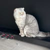 Scottish Fold Kater sucht sein Glück
