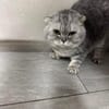 Scottish Fold Kater sucht sein Glück