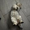 Scottish Fold Kater sucht sein Glück