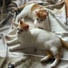 Copper & Monchi -  Dreamteam sucht seine Familie