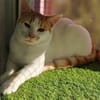 Copper & Monchi -  Dreamteam sucht seine Familie