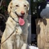 🐾 Lola  eine sanfte Hündin sucht Menschen mit Geduld ❤