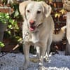 🐾 Lola  eine sanfte Hündin sucht Menschen mit Geduld ❤