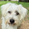 DORI-zuckersüße, freundliche Bichon-Mix-Hündin