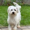 DORI-zuckersüße, freundliche Bichon-Mix-Hündin