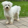 DORI-zuckersüße, freundliche Bichon-Mix-Hündin