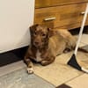 LILLY-zuckersüße, schokobraune Mischlings-Hündin