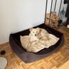 Lady  eine besondere Hündin sucht besondere Menschen