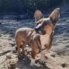 Hilde sucht ihr ruhiges Zuhause