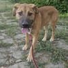 Ana, mutiger Welpe sucht neues Zuhause