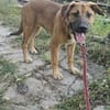 Ana, mutiger Welpe sucht neues Zuhause