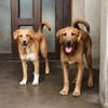 Zola, sensible Hündin sucht neues Zuhause