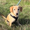 Shadow - offener und verspielter Jungspund