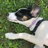 Lili - das Jack-Russel-Mix Kuschelmonster