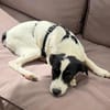 Lili - das Jack-Russel-Mix Kuschelmonster