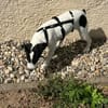 Lili - das Jack-Russel-Mix Kuschelmonster