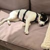 Lili - das Jack-Russel-Mix Kuschelmonster