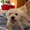 Bob, freundlicher Bichon-Frisé Mischling sucht Zuhause