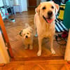 Bob, freundlicher Bichon-Frisé Mischling sucht Zuhause