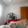 Bob, freundlicher Bichon-Frisé Mischling sucht Zuhause