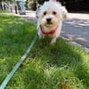 Bob, freundlicher Bichon-Frisé Mischling sucht Zuhause
