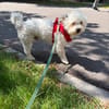 Bob, freundlicher Bichon-Frisé Mischling sucht Zuhause