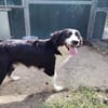 LOKI