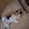 Lumi