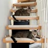 Tina & Tino Schmusetiger suchen Familie zum kuscheln