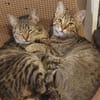 Tina & Tino Schmusetiger suchen Familie zum kuscheln