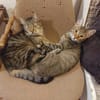 Tina & Tino Schmusetiger suchen Familie zum kuscheln