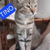 Tina & Tino Schmusetiger suchen Familie zum kuscheln