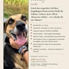 MOLLY - interessiert und verschmust