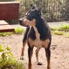 SCOOBY wünscht sich einen entspannten Lebensabend