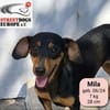 MILA - Sonnenschein auf kurzen Beinen ☀