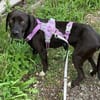 ROSI💖sanfte Junghündin wartet schon in 36179 Bebra