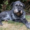 Murry sucht sein zuhause
