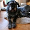 Murry sucht sein zuhause