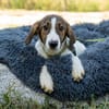 Loui ein Traum von Hund...