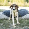 Loui ein Traum von Hund...